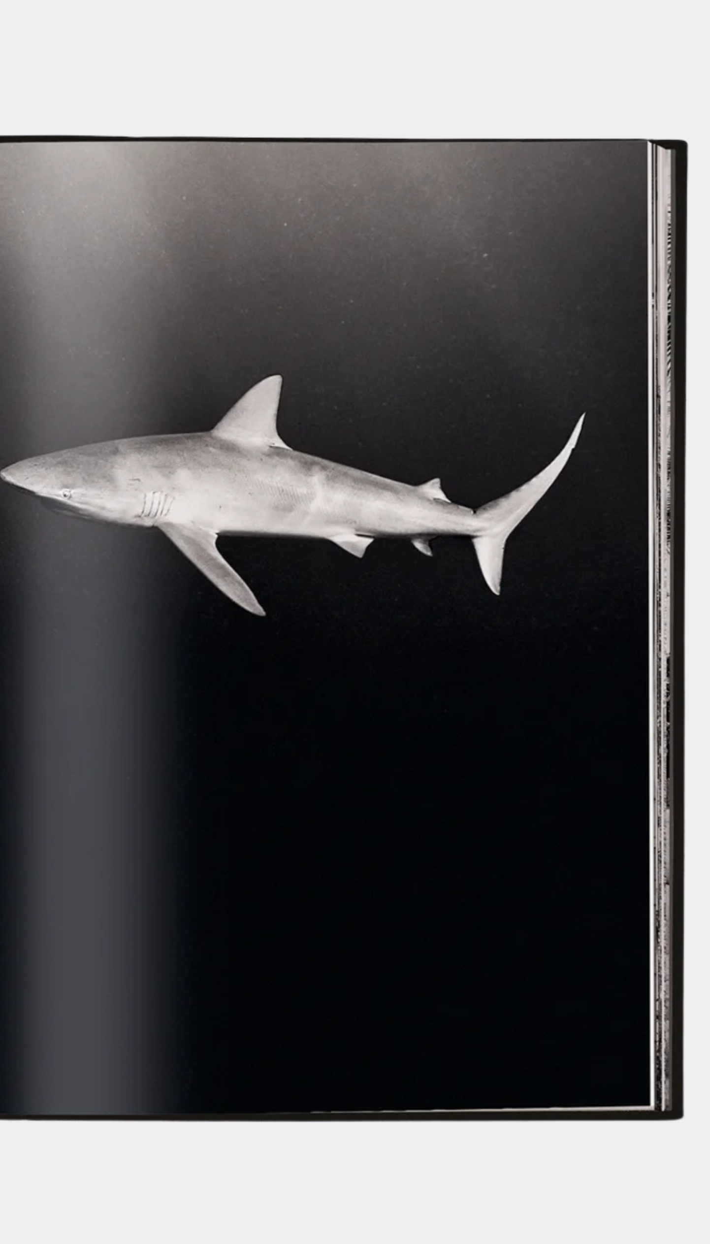 Black and white image of a shark on a dark background